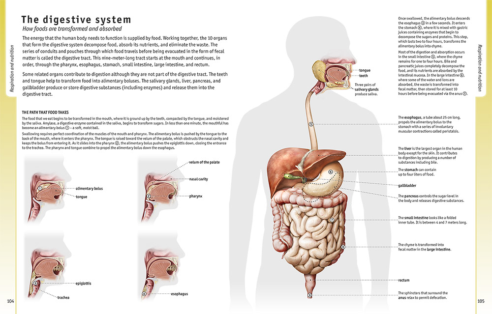 Health encyclopedias - Understanding the Human Body