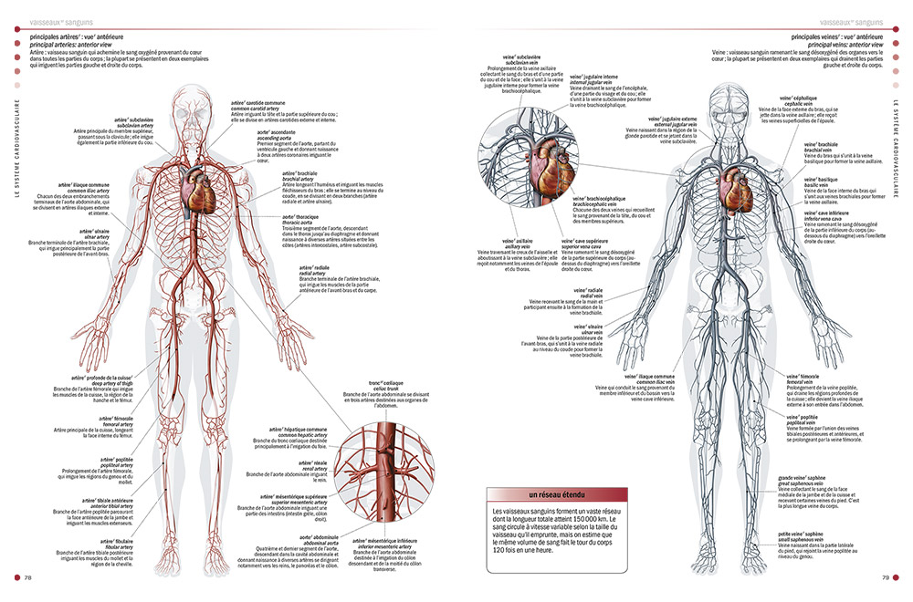 Health encyclopedias - The Visual Dictionary of the Human Body